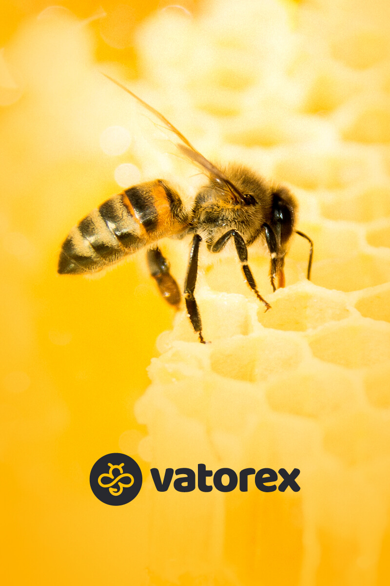 Vatorex